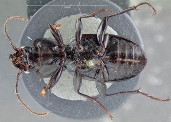 Media type: image;   Entomology 5633 Aspect: habitus ventral view